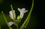 Garlic mustard